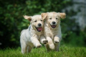 puppies-running-631x420